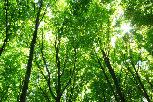600w_Forest-trees-greenery